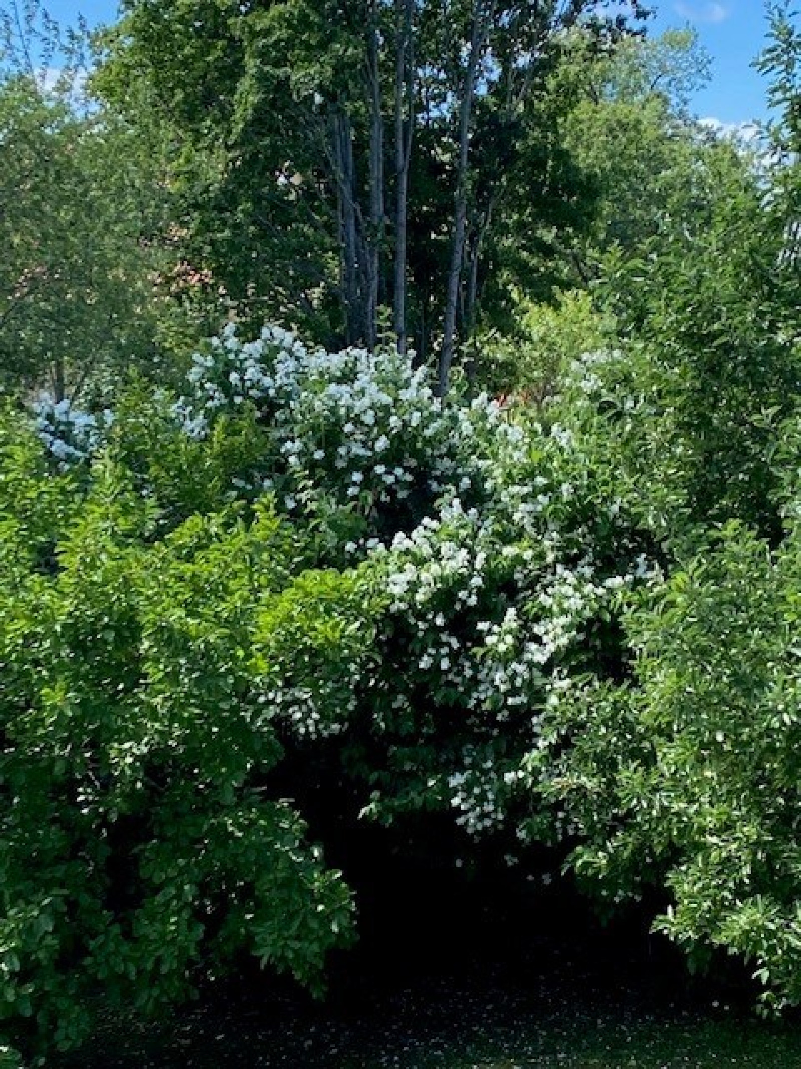 Säljares egen bild Östbovägen 11A