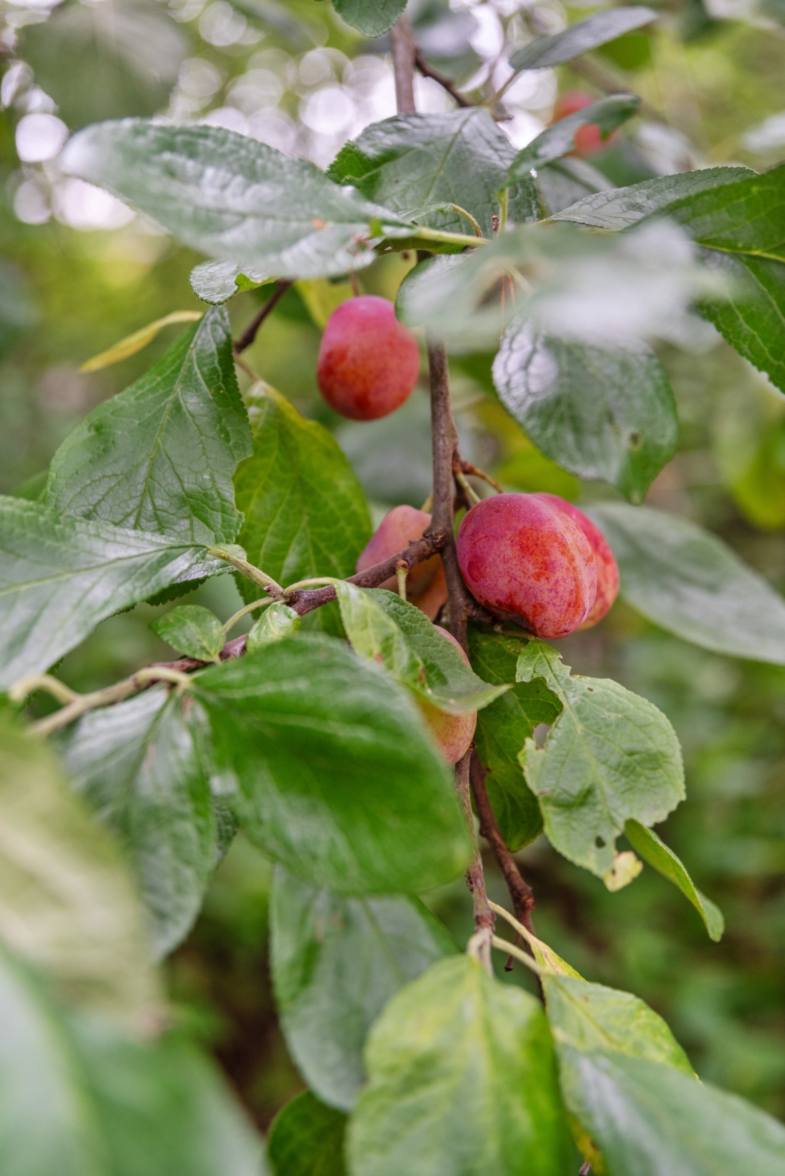  Älgstigen 12